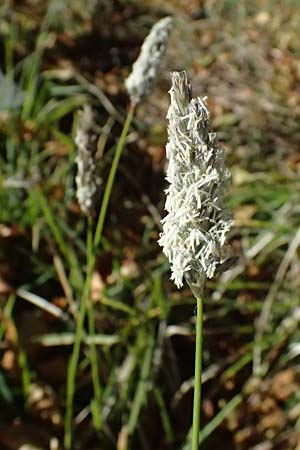 Koeleria vallesiana \ Walliser Kammschmiele, I Liguria, Monte Beigua 2.10.2023