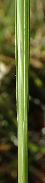 Koeleria vallesiana \ Walliser Kammschmiele, I Liguria, Monte Beigua 2.10.2023