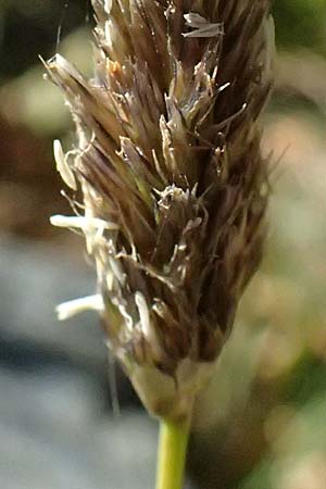 Koeleria vallesiana \ Walliser Kammschmiele, I Liguria, Monte Beigua 2.10.2023