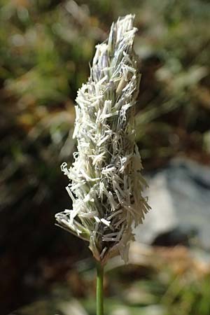 Koeleria vallesiana \ Walliser Kammschmiele, I Liguria, Monte Beigua 2.10.2023