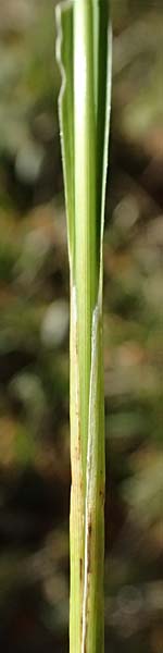 Koeleria vallesiana \ Walliser Kammschmiele, I Liguria, Monte Beigua 2.10.2023