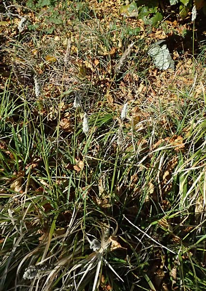 Koeleria vallesiana \ Walliser Kammschmiele, I Liguria, Monte Beigua 2.10.2023
