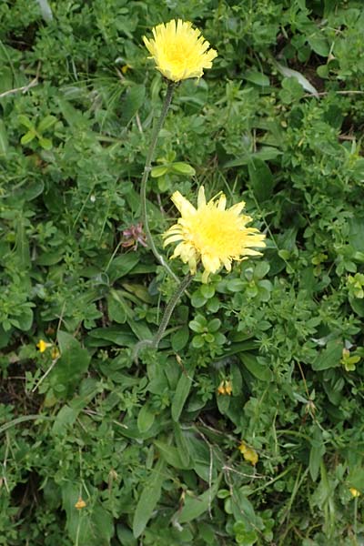 Hieracium hoppeanum / Hoppe's Hawkweed, I Südtirol,  Gsieser Tal 7.7.2022