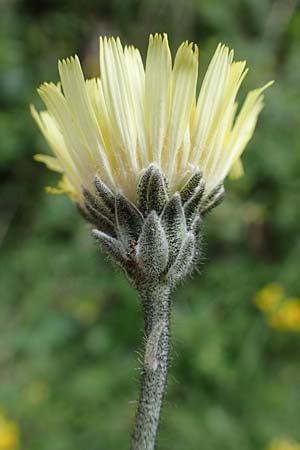 Hieracium hoppeanum / Hoppe's Hawkweed, I Südtirol,  Gsieser Tal 7.7.2022