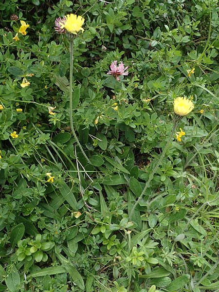 Hieracium hoppeanum / Hoppe's Hawkweed, I Südtirol,  Gsieser Tal 7.7.2022