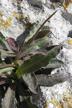 Hieracium spec6 ? \ Habichtskraut, I Finale Ligure 22.5.2013