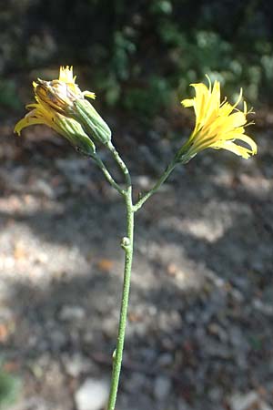 Crepis pulchra / Small-Flowered Hawk's-Beard, I Liguria, Passo di Cento Croci 27.9.2023
