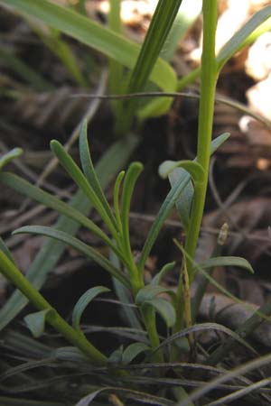 Iberis sempervirens \ Immergrne Schleifenblume / Perennial Candytuft, European Candytuft, I Liguria, Toirano 20.5.2013