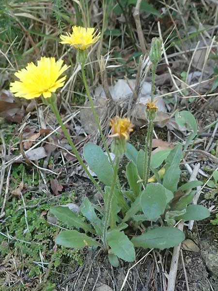 Crepis foetida / Stinking Hawk's-Beard, I Liguria, Moneglia 26.9.2023