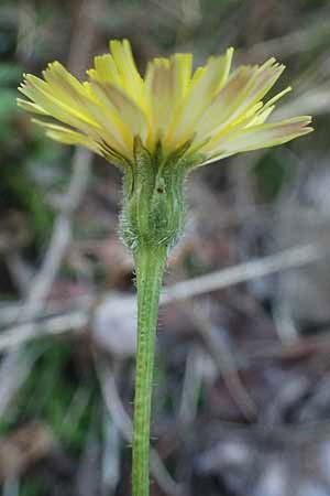 Crepis foetida / Stinking Hawk's-Beard, I Liguria, Moneglia 26.9.2023