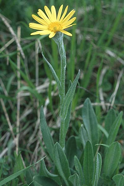 Senecio doronicum subsp. doronicum \ Gmswurz-Greiskraut / Chamois Ragwort, I Campo Imperatore 23.5.2005
