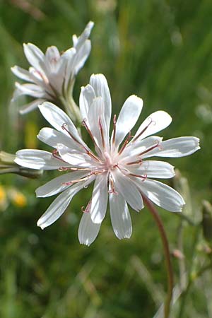 Crepis froelichiana subsp. dinarica \ Fleischroter Pippau, Dinarischer Pippau / Dinarian Hawk's-Beard, I Südtirol,  Plätzwiese 5.7.2022