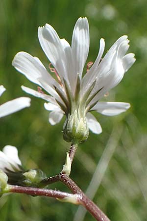 Crepis froelichiana subsp. dinarica \ Fleischroter Pippau, Dinarischer Pippau / Dinarian Hawk's-Beard, I Südtirol,  Plätzwiese 5.7.2022