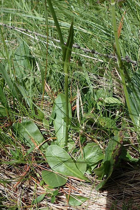 Crepis froelichiana subsp. dinarica \ Fleischroter Pippau, Dinarischer Pippau / Dinarian Hawk's-Beard, I Südtirol,  Plätzwiese 5.7.2022