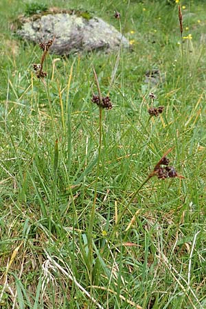 Luzula sudetica / Sudetan Wood-Rush, I Alpi Bergamasche, Pizzo Arera 5.6.2017