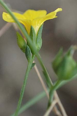Linum trigynum \ Dreigriffeliger Lein, I Liguria, Bonassola 4.10.2023