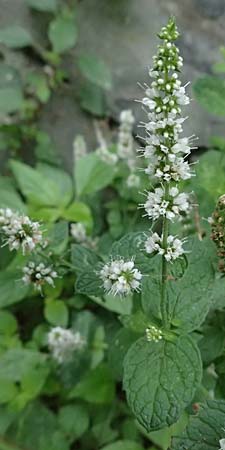 Mentha x villosonervata \ Gezhnte Minze / Toothed Mint, I Liguria, Moneglia 4.10.2023
