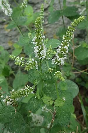 Mentha x villosonervata \ Gezhnte Minze / Toothed Mint, I Liguria, Moneglia 4.10.2023