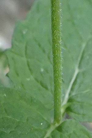 Mentha x villosonervata \ Gezhnte Minze / Toothed Mint, I Liguria, Moneglia 4.10.2023
