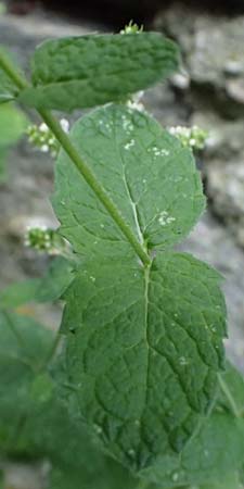Mentha x villosonervata \ Gezhnte Minze / Toothed Mint, I Liguria, Moneglia 4.10.2023