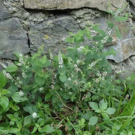 Mentha x villosonervata \ Gezhnte Minze / Toothed Mint, I Liguria, Moneglia 4.10.2023