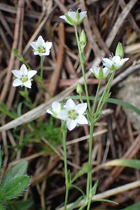Moehringia bavarica ? \ Steirische Nabelmiere, Etschtaler Nabelmiere / Styrian Sandwort, I Südtirol,  Plätzwiese 5.7.2022