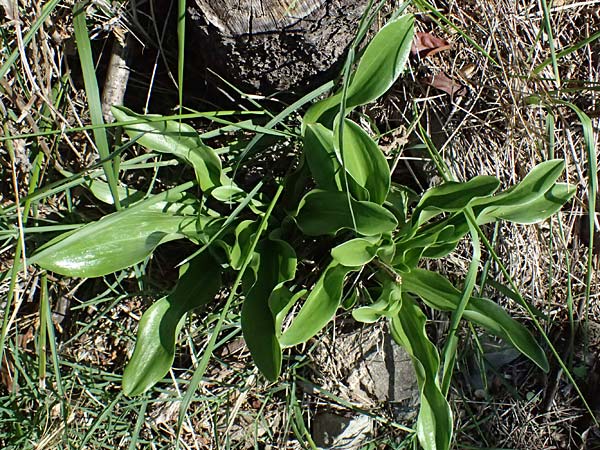 Drimia maritima / Sea Squill, I Liguria, Moneglia 30.9.2023