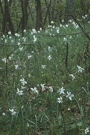 Narcissus poeticus / Poet's Narcissus, I Promontorio del Gargano, Foresta Umbra 1.5.1985