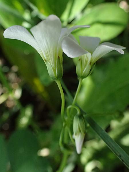 Oxalis triangularis \ Dreieckiger Sauerklee, Roter Dreiecksklee / Purple Triangular Sorrel, False Shamrock, I Liguria, Borzonasca 29.9.2023