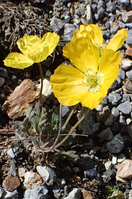 Papaver rhaeticum \ Gelber Alpen-Mohn, R�tischer Alpen-Mohn / Yellow Alpine Poppy, I Stilfser Joch / Passo dello Stelvio 7.7.2026