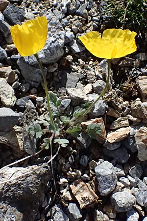 Papaver rhaeticum \ Gelber Alpen-Mohn, R�tischer Alpen-Mohn / Yellow Alpine Poppy, I Stilfser Joch / Passo dello Stelvio 7.7.2026