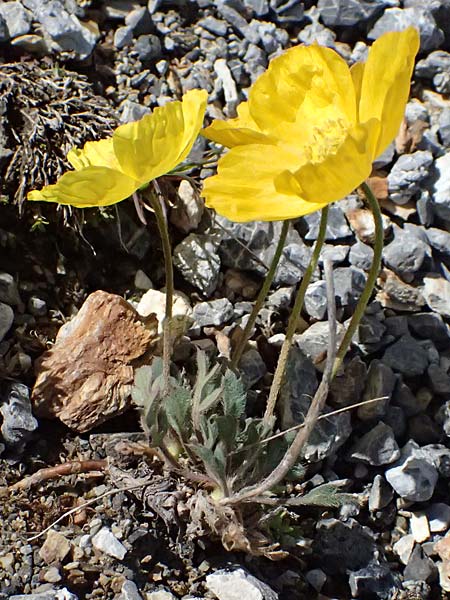 Papaver rhaeticum \ Gelber Alpen-Mohn, R�tischer Alpen-Mohn / Yellow Alpine Poppy, I Stilfser Joch / Passo dello Stelvio 7.7.2026