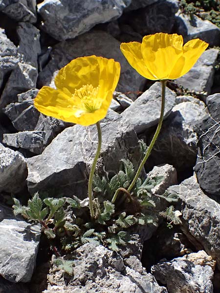 Papaver rhaeticum \ Gelber Alpen-Mohn, R�tischer Alpen-Mohn / Yellow Alpine Poppy, I Stilfser Joch / Passo dello Stelvio 7.7.2026