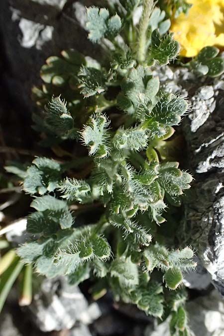 Papaver rhaeticum \ Gelber Alpen-Mohn, R�tischer Alpen-Mohn / Yellow Alpine Poppy, I Stilfser Joch / Passo dello Stelvio 7.7.2026