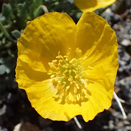 Papaver rhaeticum \ Gelber Alpen-Mohn, R�tischer Alpen-Mohn / Yellow Alpine Poppy, I Stilfser Joch / Passo dello Stelvio 7.7.2026