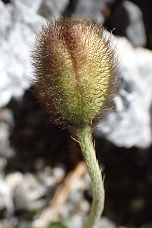 Papaver rhaeticum \ Gelber Alpen-Mohn, R�tischer Alpen-Mohn / Yellow Alpine Poppy, I Stilfser Joch / Passo dello Stelvio 7.7.2026