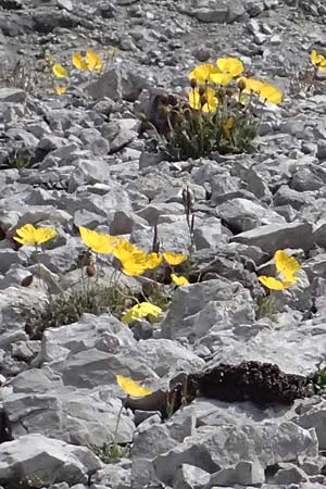 Papaver rhaeticum \ Gelber Alpen-Mohn, R�tischer Alpen-Mohn / Yellow Alpine Poppy, I Stilfser Joch / Passo dello Stelvio 7.7.2026