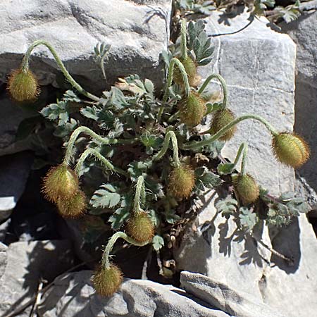 Papaver rhaeticum \ Gelber Alpen-Mohn, R�tischer Alpen-Mohn / Yellow Alpine Poppy, I Stilfser Joch / Passo dello Stelvio 7.7.2026