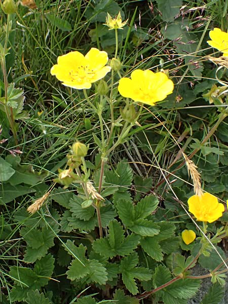 Potentilla grandiflora \ Gro�bl�tiges Fingerkraut / Large-Flowered Cinquefoil, I Passo di Gavia 6.7.2026
