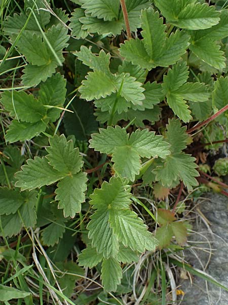 Potentilla grandiflora \ Gro�bl�tiges Fingerkraut / Large-Flowered Cinquefoil, I Passo di Gavia 6.7.2026