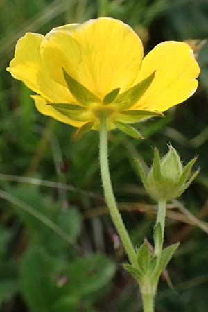 Potentilla grandiflora \ Gro�bl�tiges Fingerkraut / Large-Flowered Cinquefoil, I Passo di Gavia 6.7.2026