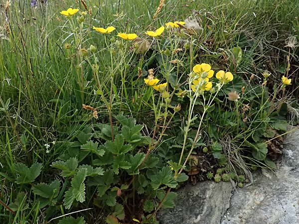 Potentilla grandiflora \ Gro�bl�tiges Fingerkraut / Large-Flowered Cinquefoil, I Passo di Gavia 6.7.2026