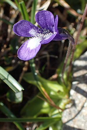 Pinguicula leptoceras \ Dnnsporniges Fettkraut / Southern Butterwort, I Südtirol,  Stallersattel 6.7.2022