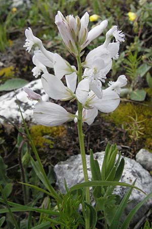 Polygala major \ Groe Kreuzblume, I Campo Imperatore 5.6.2007