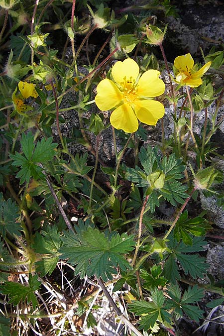 Potentilla inclinata \ Graues Fingerkraut / Grey Cinquefoil, I Liguria, Dolcedo 23.5.2013