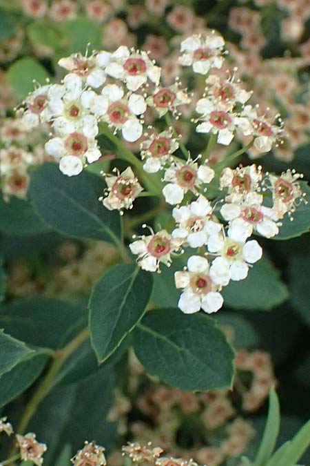 Spiraea decumbens \ Polster-Spiere, K�rntner Spierstrauch / Decumbent Meadowsweet, I Bormio Botan. Gar. Rezia 8.7.2026