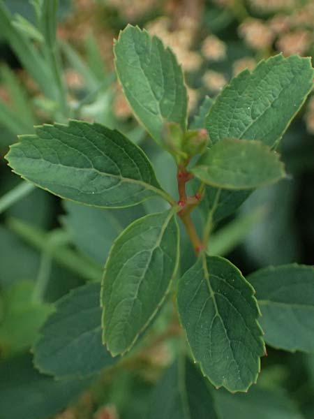Spiraea decumbens \ Polster-Spiere, K�rntner Spierstrauch / Decumbent Meadowsweet, I Bormio Botan. Gar. Rezia 8.7.2026