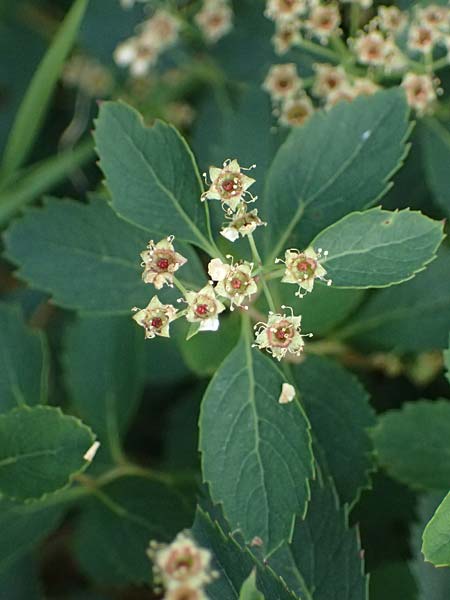 Spiraea decumbens \ Polster-Spiere, K�rntner Spierstrauch / Decumbent Meadowsweet, I Bormio Botan. Gar. Rezia 8.7.2026