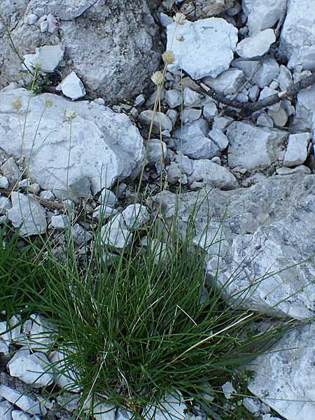 Sesleria sphaerocephala \ Kugelkpfiges Blaugras / Globose Moor Grass, I Prags,  Weißlahnsattel 6.7.2022