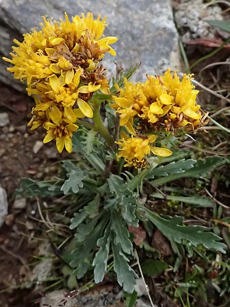 Senecio incanus subsp. carniolicus / Carniolan Ragwort, I Passo di Gavia 6.7.2026